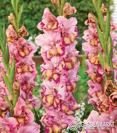 Gladiolus  Quepo 5 St.