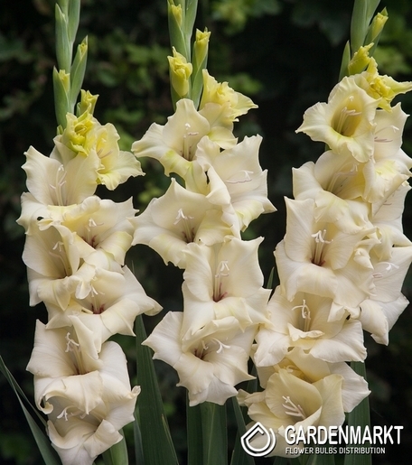 Gladiolus  Rivendell 5 St.