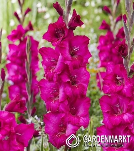 Gladiolus  Natan 5 St.