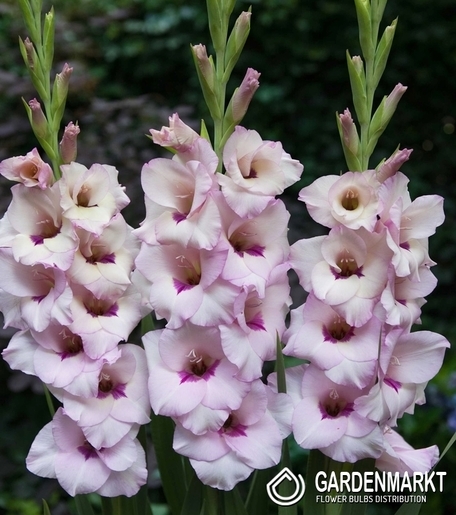 Gladiolus  Venezia 5 St.