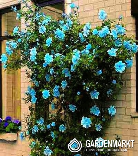 Kletterrose Blaue 1 St.