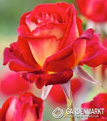 Mehrblütigen Rose Cremerot 1 St.
