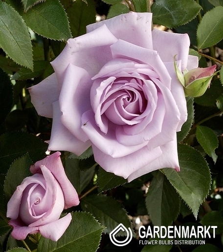 Mehrblütigen Rose Violett-Weiße 1 St.
