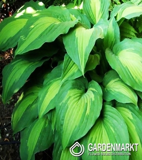 Hosta - Funkia Elisabeth 1 St.