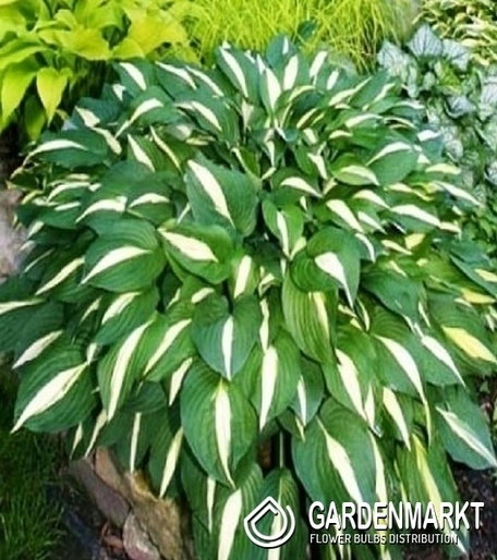 Hosta - Funkia White Bikini 1 St.