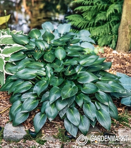 Hosta - Funkia Devon Green 1 St.