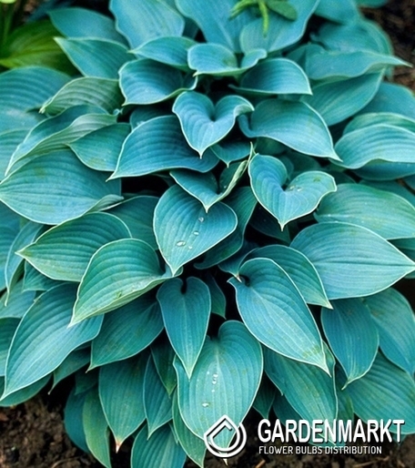 Hosta - Funkia Fragrant Blue 1 St.