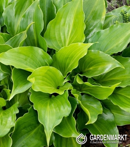 Hosta - Funkia Purple Sensation 1 St.