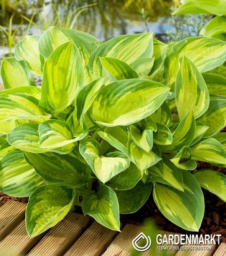 Hosta - Funkia Summer Breeze 1 St.