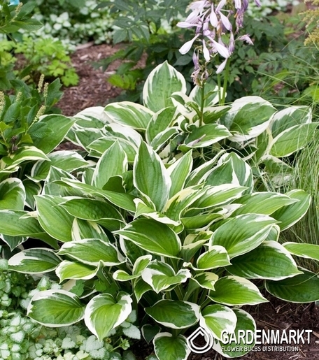 Hosta - Funkia Yellow River 1 St.