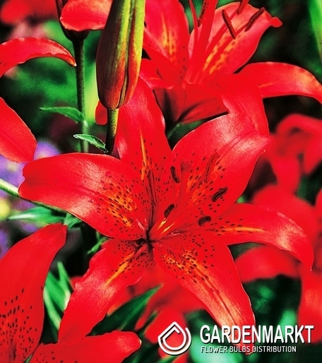 Asiatische Lilie Rot XXL 1 St.