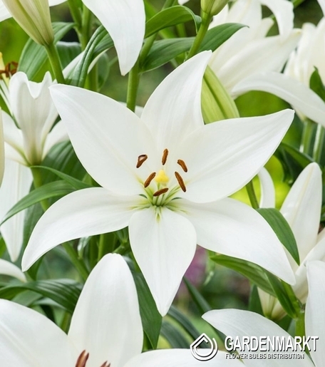 Asiatische Lilie Bright Diamond 1 St.