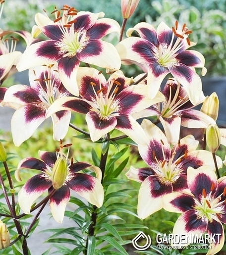 Asiatische Lilie Patricia's Pride 1 St.