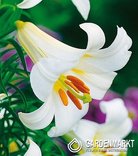 Trompetenlilie Regale Album 1 St.