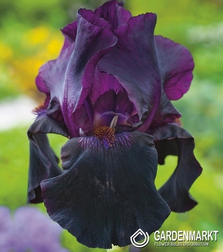 Iris Germanica Sunday Punch 1 St.