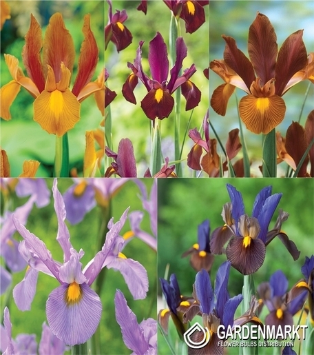 Eingestellt Holländiche Iris "2" 7/8