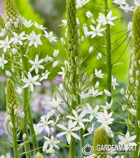 Ornithogalum Sochi 3 St.