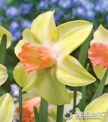 Narcissi Prototype 5 St.