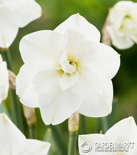 Narcissi Albus Plenus Odoratus 5 St.
