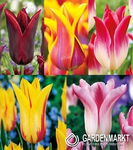 Eingestellt Lila Tulpe "3" 11/12