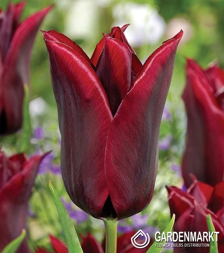 Tulpe Lily Lasting Love 5 St.