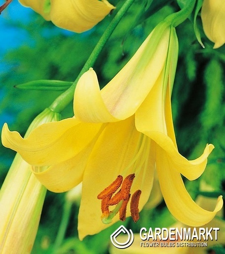 Trompetenlilie Golden Splendour 1 St.