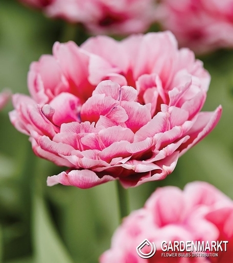 Tulpe Gefüllte Dazzling Desire 5 St.