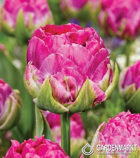 Tulpe Gefüllte Wicked in Pink 5 St.