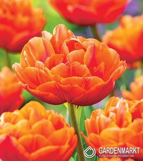 Tulpe Gefüllte Caracas 5 St.