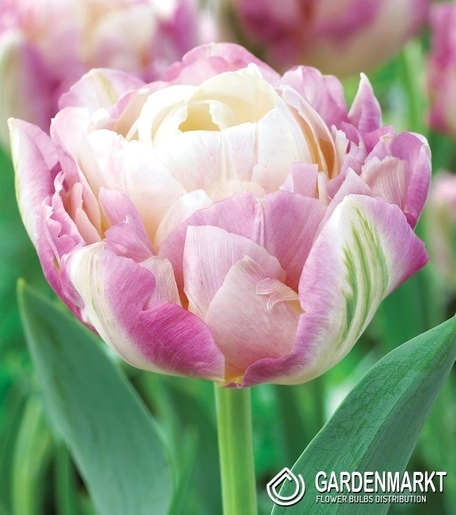 Tulpe Gefüllte Sweet Desire 5 St.
