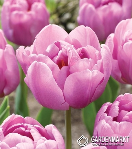 Tulpe Gefüllte Tabledance 5 St.