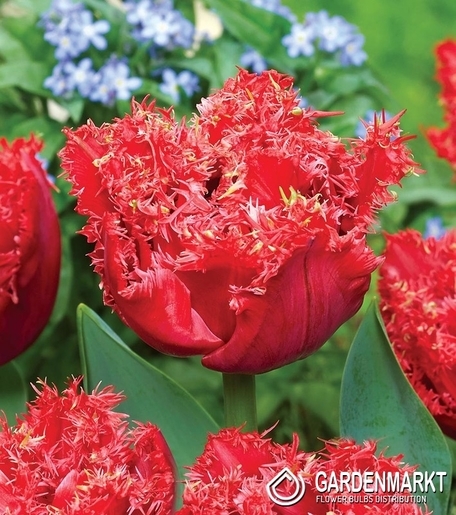 Tulpe Gefranste Bendigo 5 St.