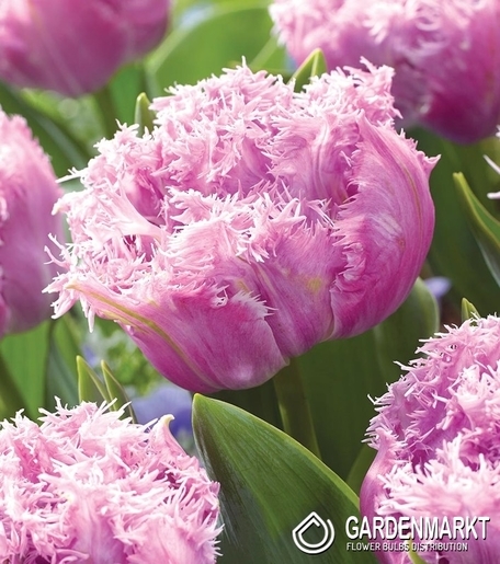 Tulpe Gefranste Newcastle 5 St.