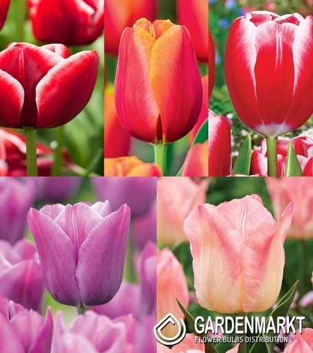 Eingestellt Tulpe Triumph "6" 11/12