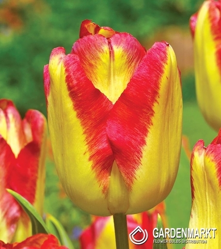Tulpe Triumph Cape Town 5 St.