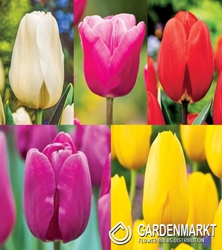 Eingestellt Gigantische Tulpe "2" 11/12