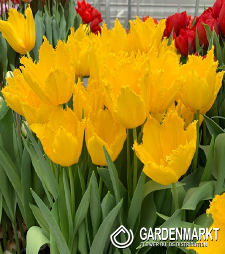 Tulpe Sunny Time 5 St.