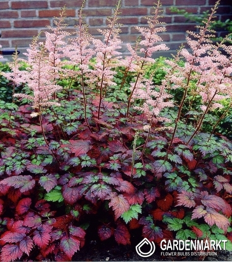 Astilbe Color Flash 1 St.