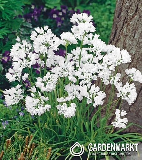 Zierlauch Allium Neapolitanum 10 St.