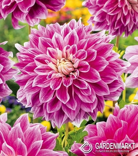 Dahlie Purple Explosion 1 St.