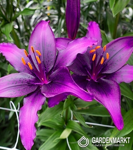 Asiatische Lilie Purple Marble 1 St.