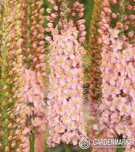 Eremurus Romance 1 St.