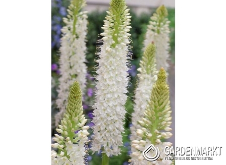 Eremurus Tropical Dream 1 St.