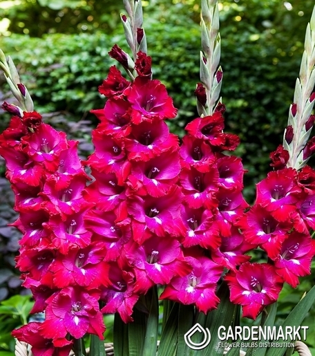 Gladiolus Gladiole San Siro 5 St.
