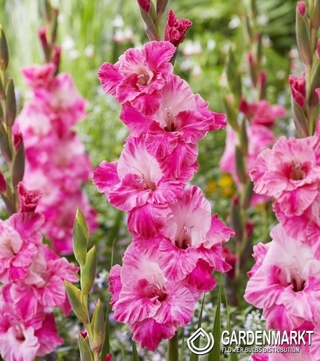 Gladiolus Gladiole Hugo 5 St.