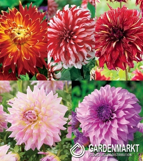 Eingestellt Platte Dahlie 4 I Wahl