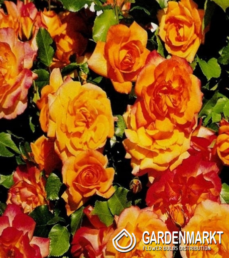 Rabattrose Orange 1 St.