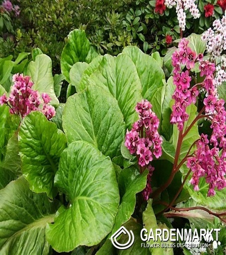Herzblättrige Bergenie - Bergenia Cordifolia Purpurea 1 st.