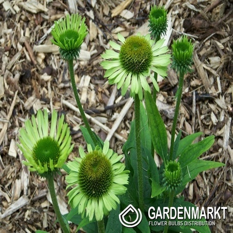 Scheinsonnenhut Green Twister Echinacea Topf 1 St.