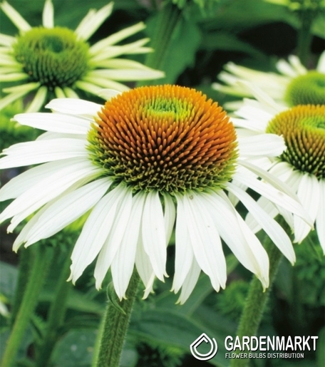 Echinacea - Scheinsonnenhut White Swan Topf 1 St.